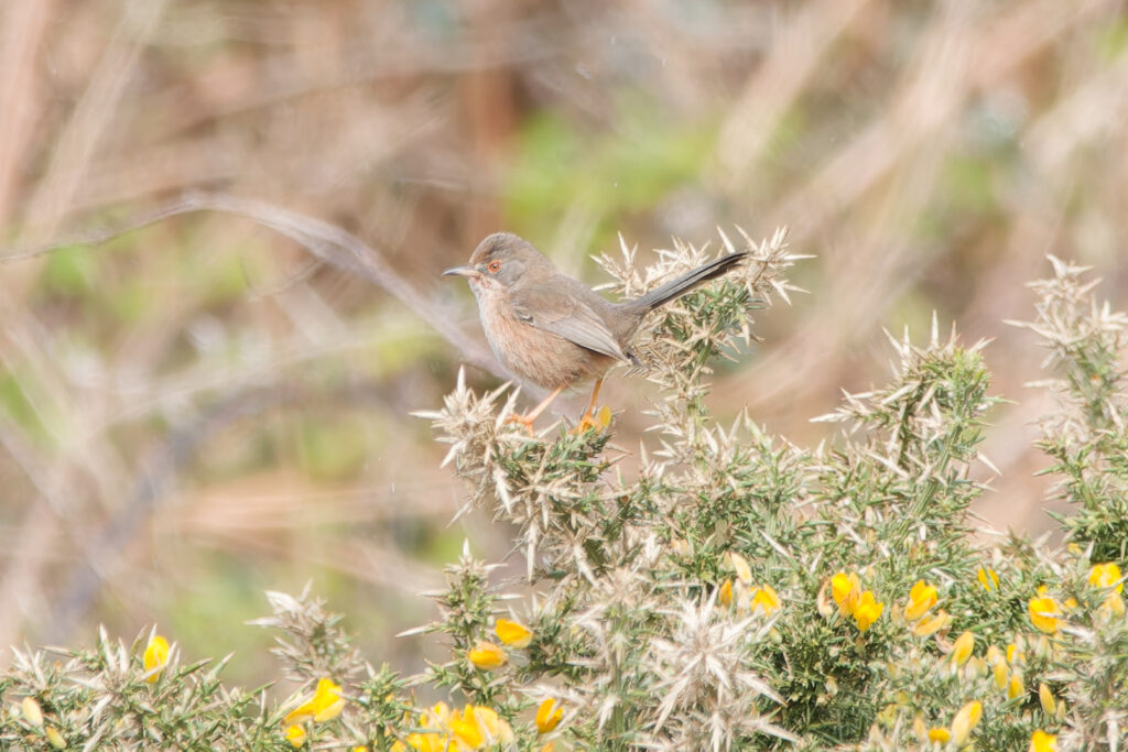 Photo of Dartford Warbler